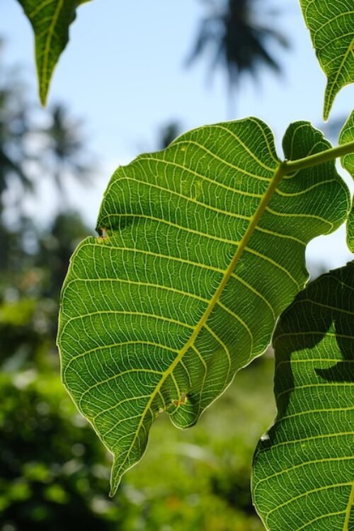 Djeka Leaves – 100% Natural Feminine Care Herb